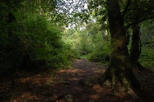 Viriditas - Saolta Arts